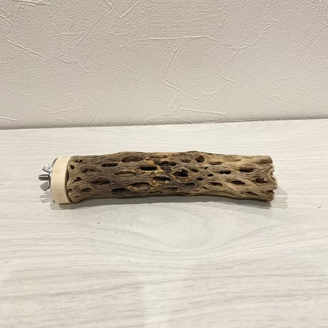 カクタスパーチ【5】極小 直径約2-3cm/15cm