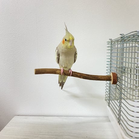 自然木（ツタ）のパーチ④　直径1.5cm／長さ21cm