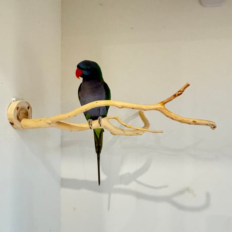 【S様専用】コトリのなる木SPカスタム 貝塚伊吹のピノキオの鼻【自然木 インコ バードアスレチック】