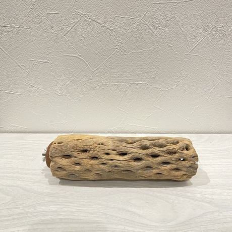 カクタスパーチ⑮  中 直径約5.5cm/16.5cm
