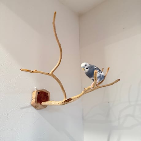 貝塚伊吹のピノキオの鼻 ③ 【自然木 止まり木 パーチ】