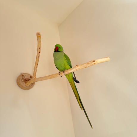 桧のピノキオの鼻 ⑤