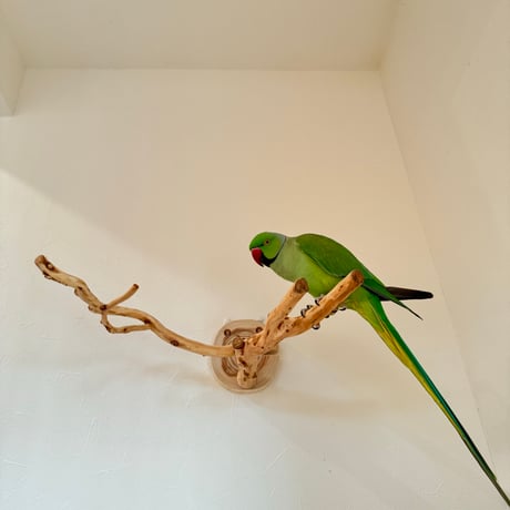 ピノキオの鼻 ①お鼻2本