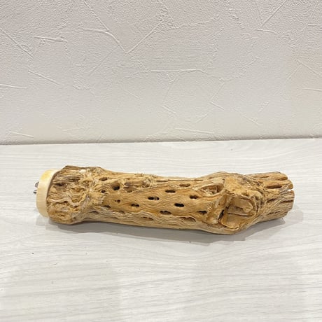 カクタスパーチ【11】中直径約5cm/20cm