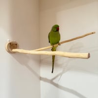 貝塚伊吹のピノキオの鼻② 【インコの止まり木 自然木 天然木】