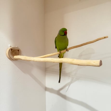 貝塚伊吹のピノキオの鼻② 【インコの止まり木 自然木 天然木】
