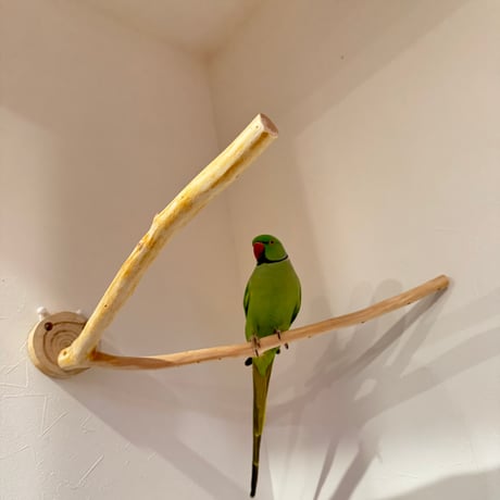 桧のピノキオの鼻 ②【インコ・小鳥のおもちゃ　自然木の止まり木】