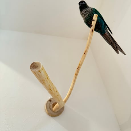 桧のピノキオの鼻 ⑧
