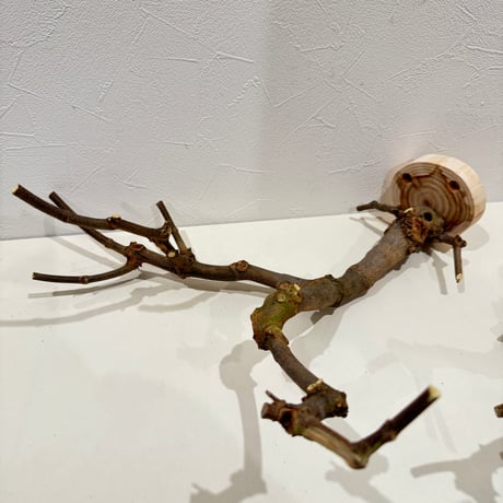 トウカエデのピノキオの鼻【D】