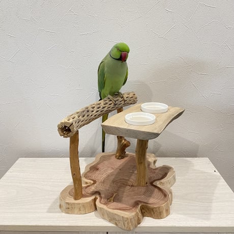 おしゅし屋さん　カクタスカウンタースタンド