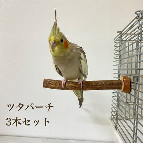 自然木（ツタ）のパーチ3本セット 直径1.5cm/2cm/2.5cm/  長さ16cm/13cm/12cm⑮