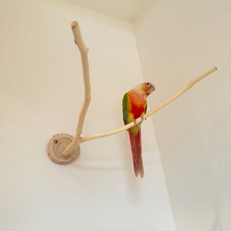 桧のピノキオの鼻 ①
