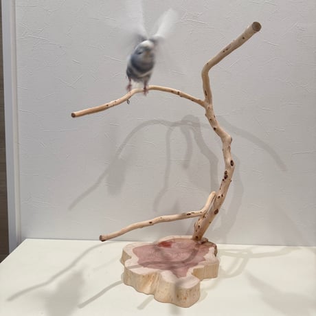 貝塚伊吹のスタンドパーチ 【自然木 とまり木 セキセイインコ・ウロコインコ・オカメインコ】