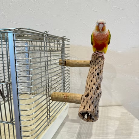 使い方いろいろ 屋上カクタスパーチ【1】 小25cm