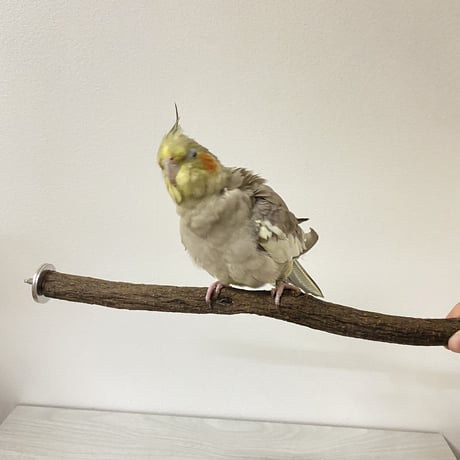 自然木（ツタ）のケージサイズパーチ HOE35手乗りサイズ 直径2cm⑧