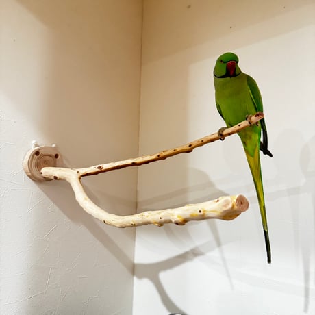貝塚伊吹のピノキオの鼻① 【インコの止まり木 自然木 天然木】