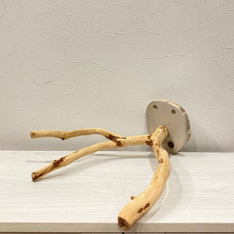 ピノキオの鼻 ①  貝塚伊吹