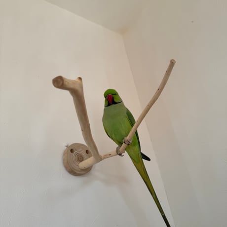 桧のピノキオの鼻①