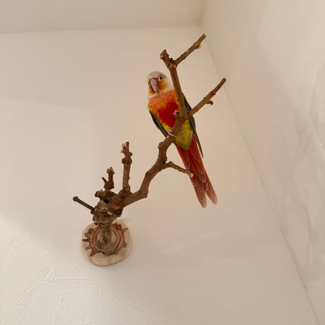 トウカエデのピノキオの鼻【A】