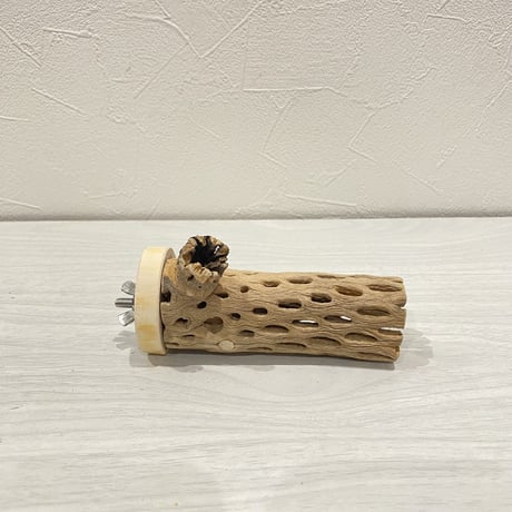 カクタスパーチ【22】小 直径約3-4cm/10cm
