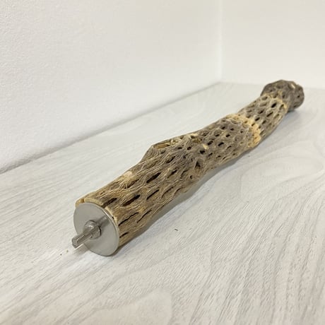 ケージサイズカクタスパーチ⑦ 極小サイズ直径2-3cm HOEI35サイズ