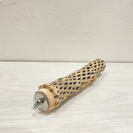 カクタスパーチ④ 小サイズ直径3.5〜4cm/20cm