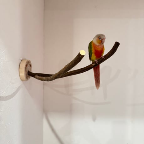 ツタのピノキオの鼻【A】