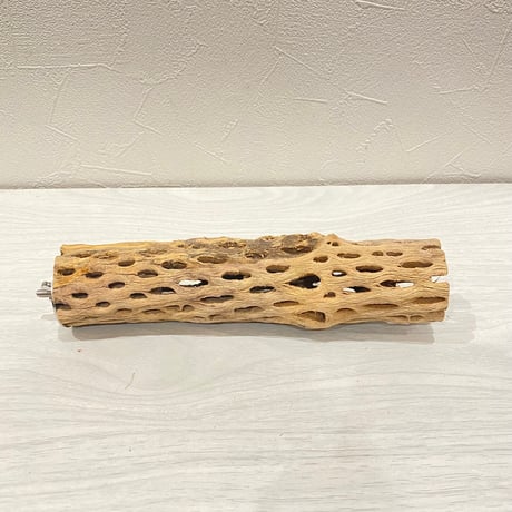 カクタスパーチ【H】直径4~5cm/長さ20cm