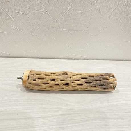 カクタスパーチ③ 小サイズ直径3.5〜4cm/18cm