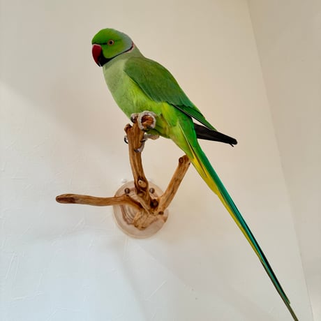 ピノキオの鼻 ⑧