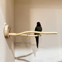 桧のピノキオの鼻⑥