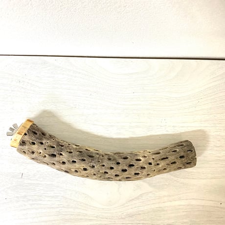 【tampopo.hato.smomo様専用】カクタスパーチ 極小サイズ 直径（約2-3cm）長さ/23cm