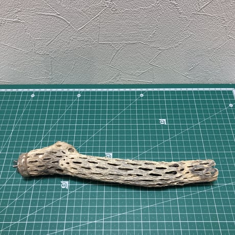 カクタスパーチ極小2-3㎝長さ25㎝