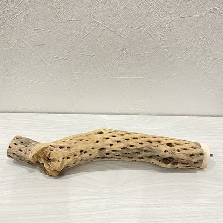 カクタスパーチ④ 中直径約5.5cm/33cm