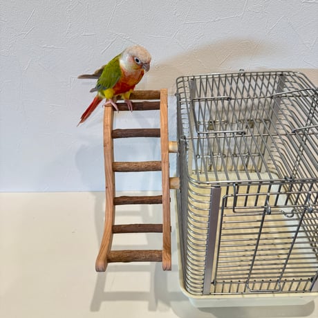 ウェーブラダー ハシゴ 【自然木の止まり木 インコのおもちゃ】