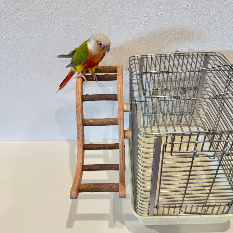 ウェーブラダー ハシゴ 【自然木の止まり木 インコのおもちゃ】 | 自然
