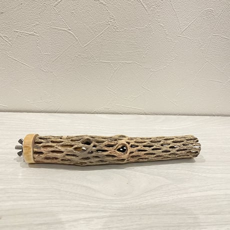 カクタスパーチ⑮ 極小サイズ直径3cm前後/20cm