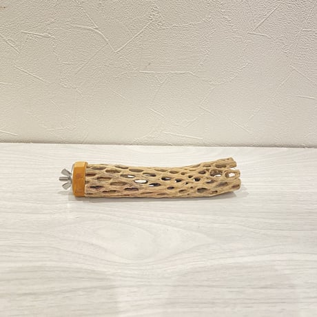 カクタスパーチ⑮ 極小直径2-3cm/15cm