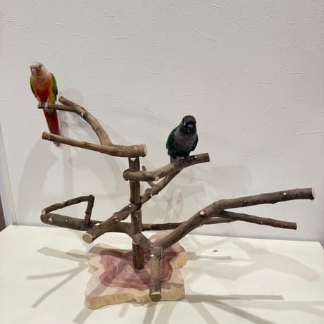 無農薬レモンの木のスタンドパーチ　現品限り  【インコ 自然木 止まり木 】