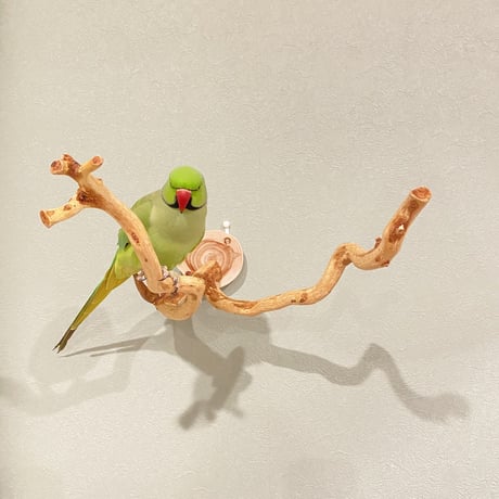 ピノキオの鼻 ④