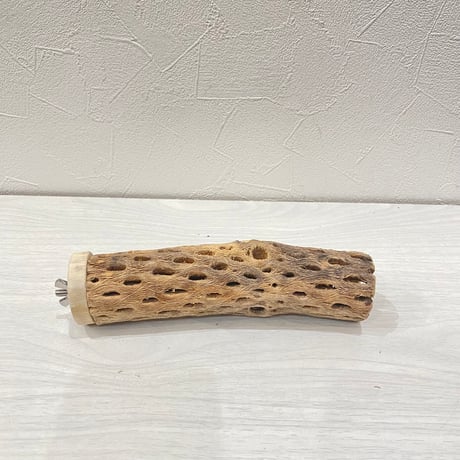 カクタスパーチ⑲中4.5~5.5cm長さ17㎝