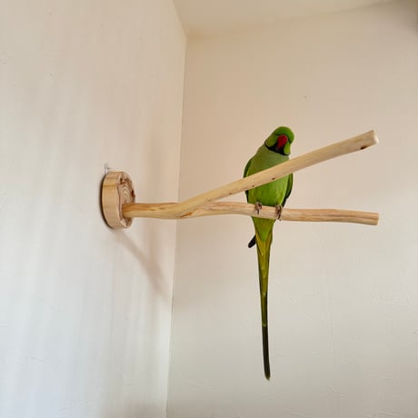 桧のピノキオの鼻②
