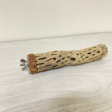カクタスパーチ⑩ 極小サイズ 直径（約2-3cm）長さ/15cm
