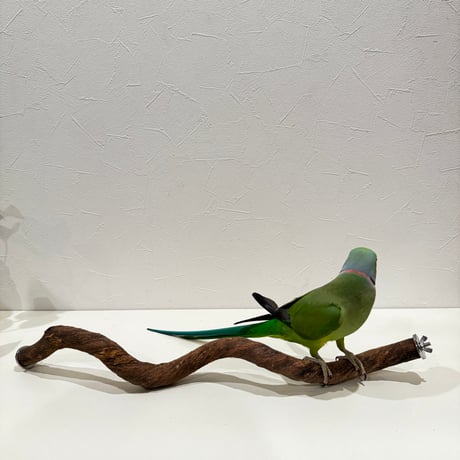 自然木（ツタ）うねうねパーチ①HOEI465 直径約2.3cm/長さ44cm