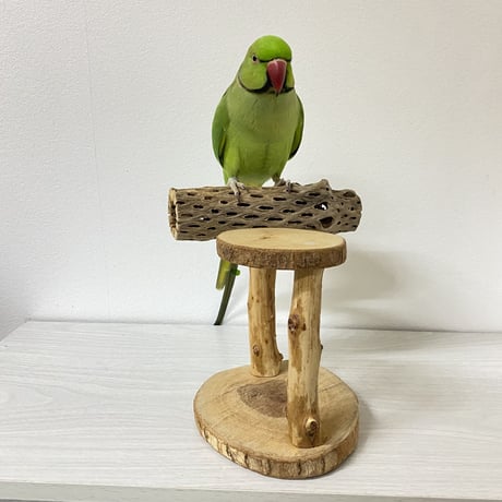 【K様専用】ピノキオの鼻 カクタススタンドパーチ