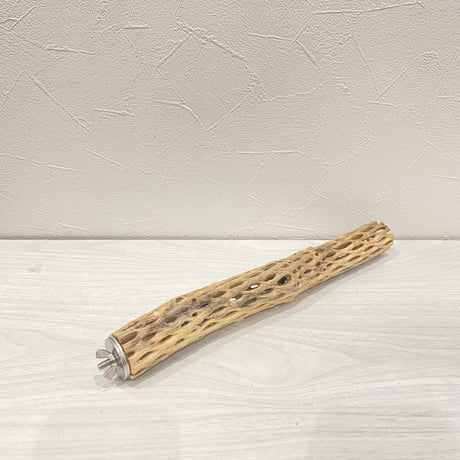 カクタスパーチ③  極小 直径約3cm 長さ30cm