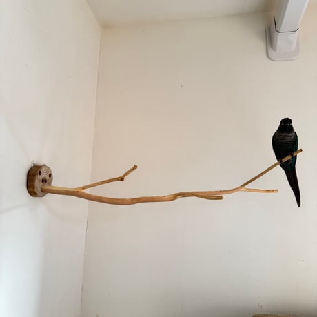 ながーーーい　桧のピノキオの鼻③
