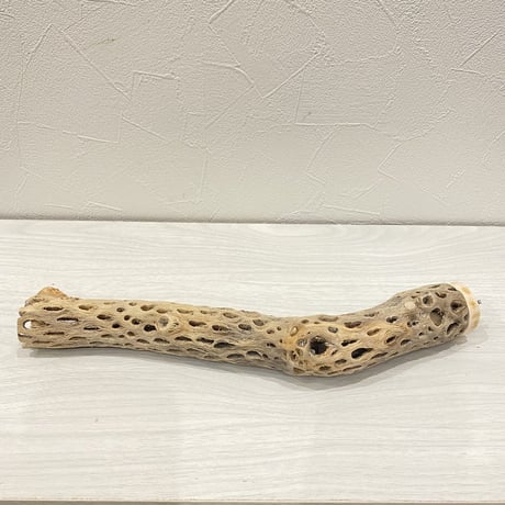 カクタスパーチ④ 小直径約3.5cm/29cm