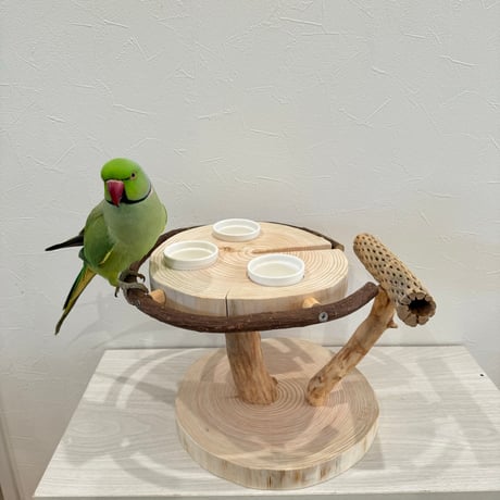 ツタとカクタス アリスのお茶会テーブル