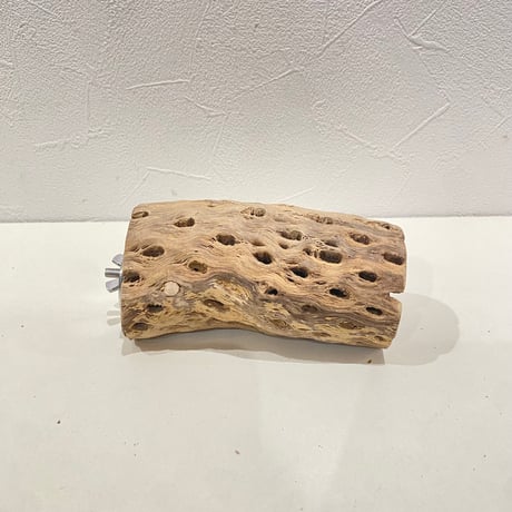 カクタスパーチ(L) 直径約5.5cm/長さ12cm